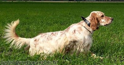 Setter Anglais GIBELTARIK DANTE Setter Anglais GIBELTARIK DANTE